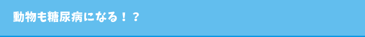 動物も糖尿病になる!?
